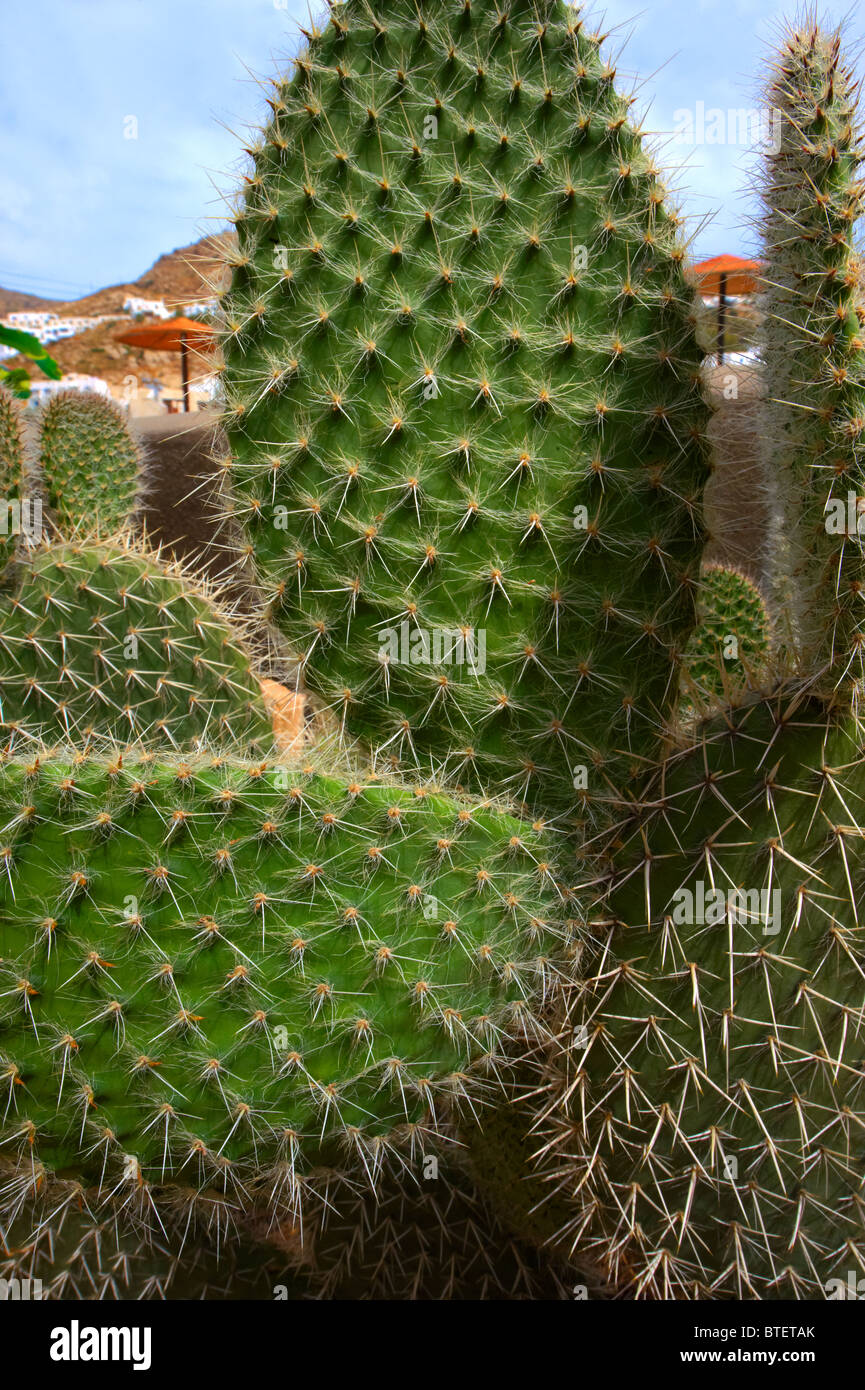 Close up di spine di un cactus, Ios Cicladi Grecia Foto Stock