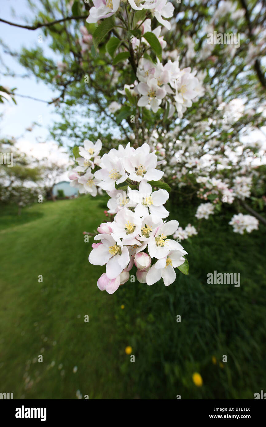 Apple Blossom Garden Foto Stock