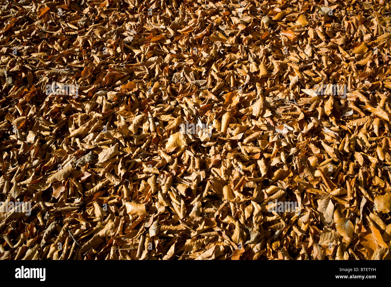 Terreno completamente coperto con foglie di colore marrone di un bosco di faggi nel Giardino Inglese a Monaco di Baviera, Germania Foto Stock