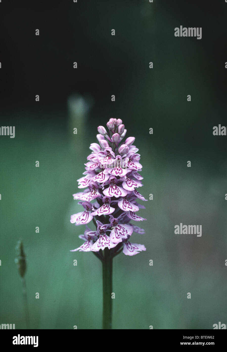 Common spotted orchid Foto Stock
