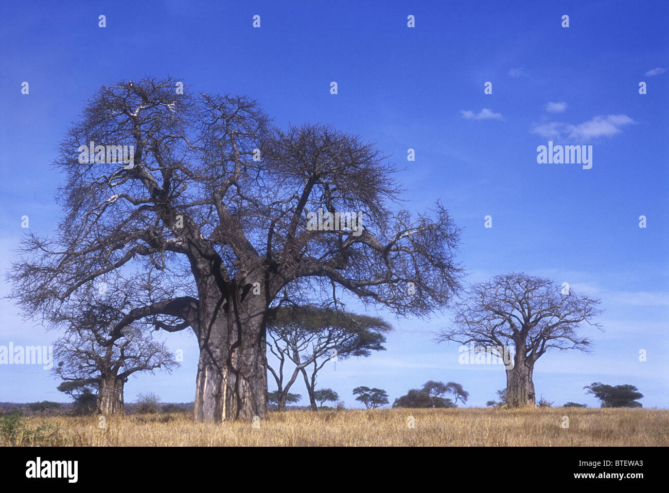 Coppia di baobab e alberi di acacia sparsi Tortilis boschi nel Parco Nazionale di Tarangire e Tanzania Africa Foto Stock