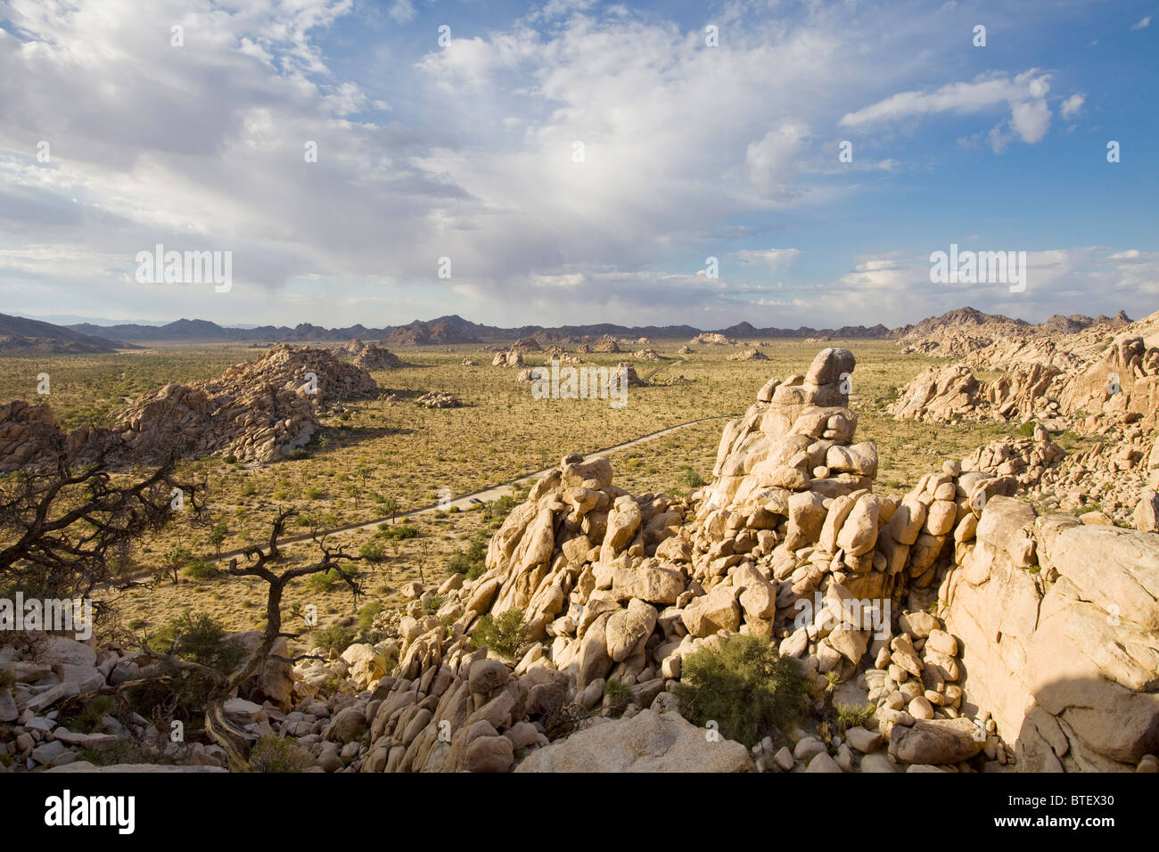 Monzogranite formazioni rocciose sul pavimento del deserto - Joshua Tree, California USA Foto Stock