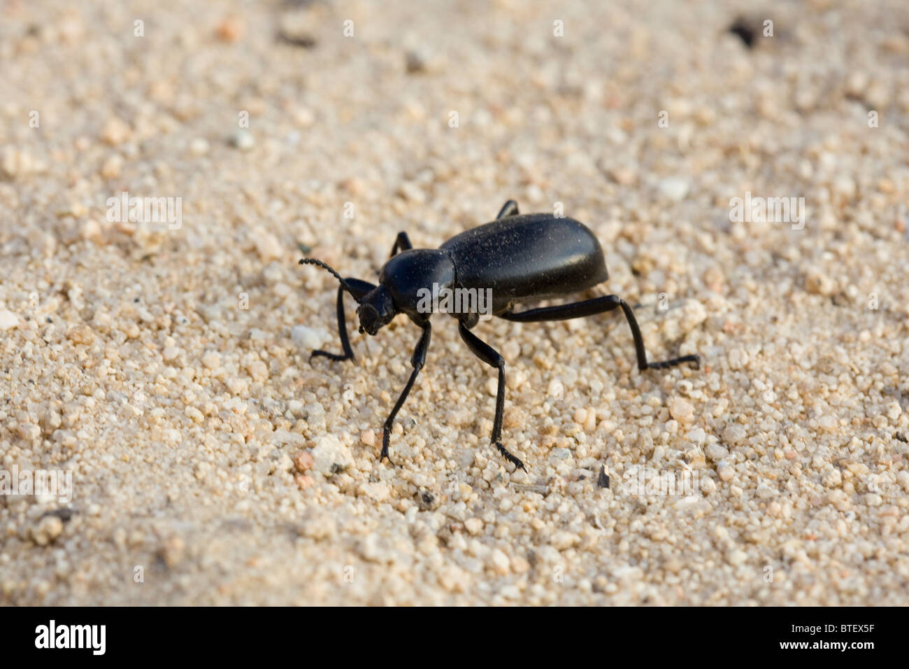 Palme giganti-noioso beetle Foto Stock