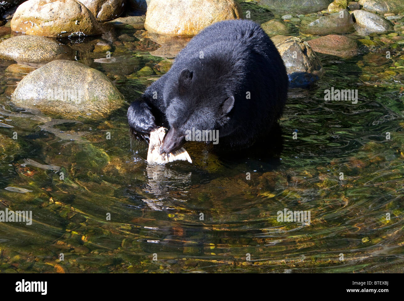 Black Bear Ursus americanus alimentare sul salmone lungo il fiume a Thornton Creek Ucluelet Isola di Vancouver BC nel mese di ottobre Foto Stock