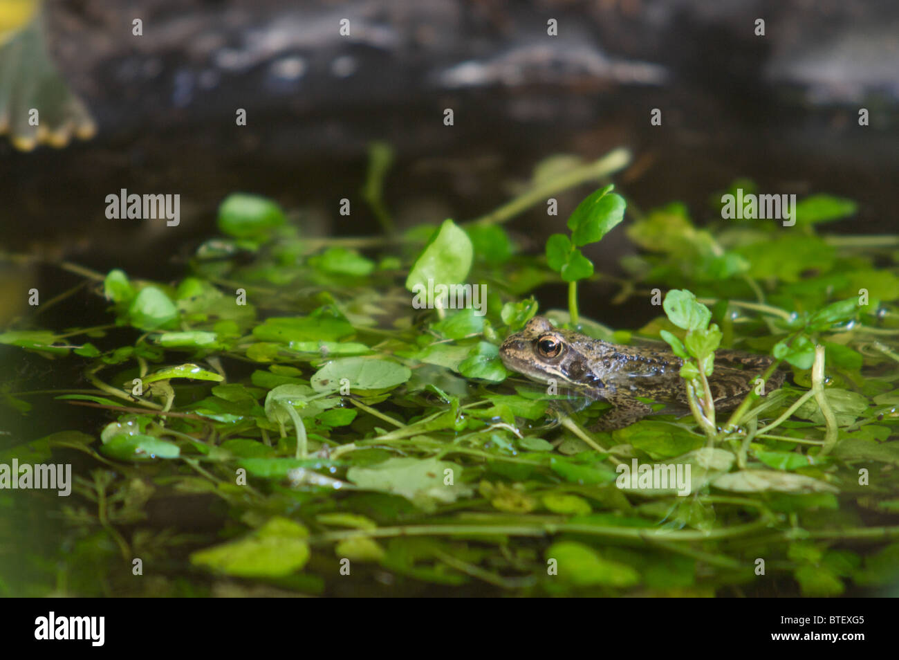 Rana comune,anfibi nuotare nel laghetto pieno di erbacce,crescione,Norfolk, Regno Unito Foto Stock