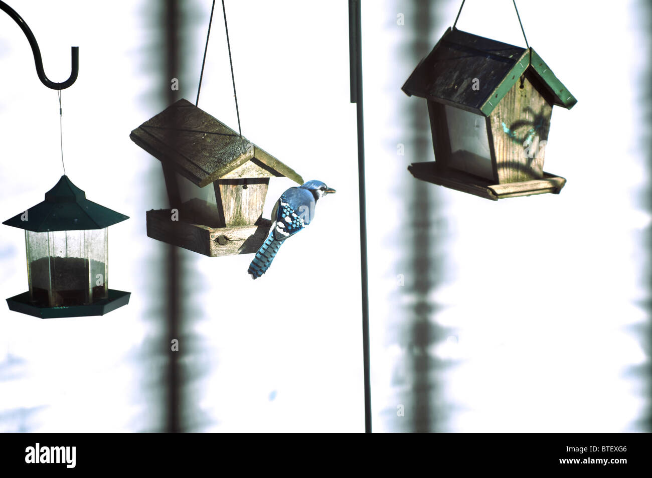 Blue Jay arroccato su bird feeder, Maricourt, Québec Foto Stock