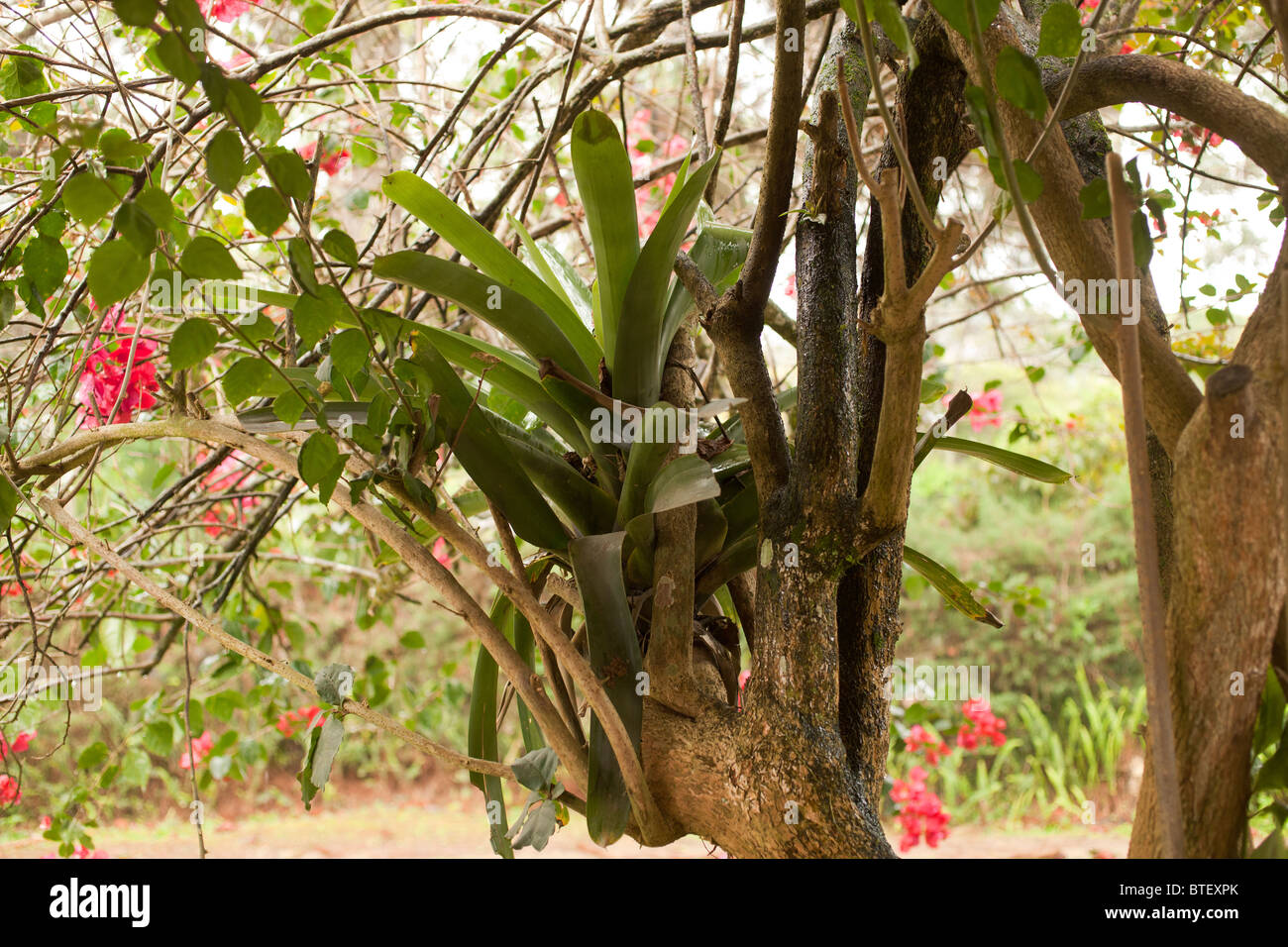 Bromelia nella struttura ad albero di fioritura Foto Stock