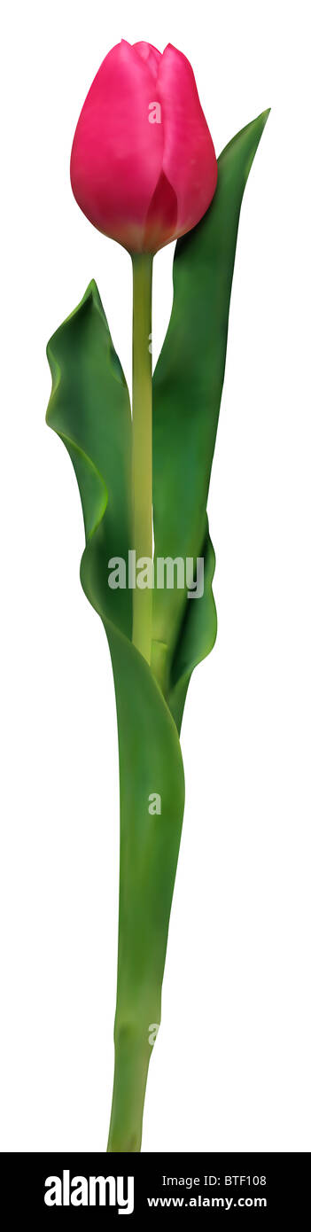 Unico rosso regale tulip contro uno sfondo bianco Foto Stock