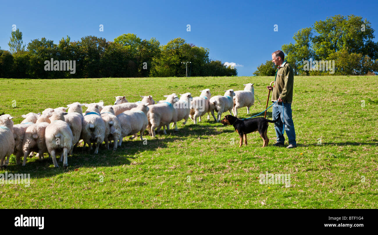 Una moderna formazione pastore la sua giovane Nuova Zelanda huntaway sheepdog e un gregge di pecore di Romney in un campo. Foto Stock