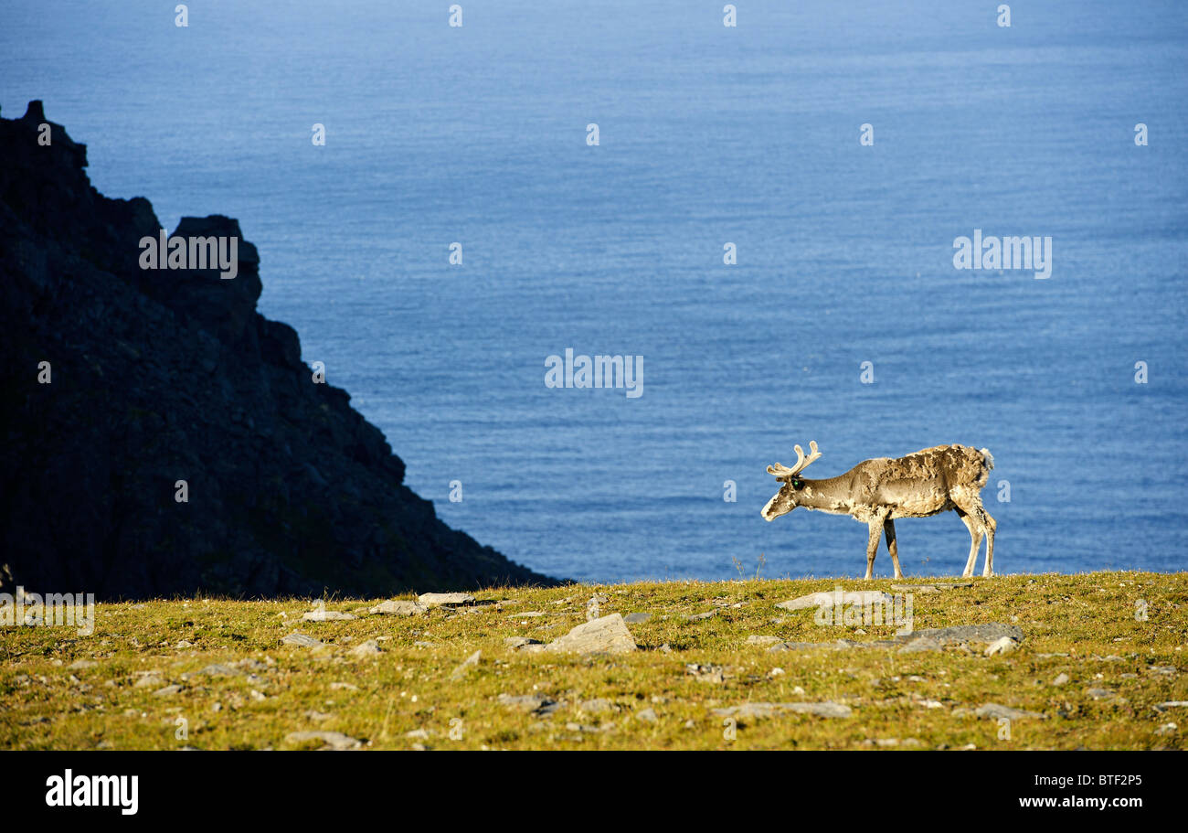 La renna sul Capo Nord plateau. Mare di Barents in background. Foto Stock