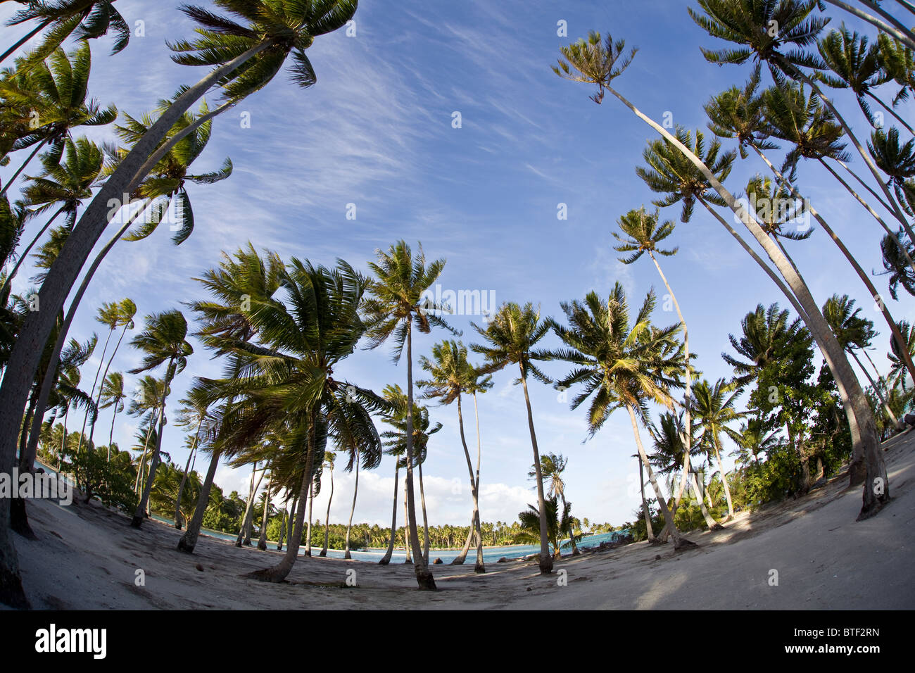 Altezza di palme di cocco Cocos nucifera, crescere su di un motu di sabbia sul bordo di una barriera corallina in Polinesia francese. Foto Stock