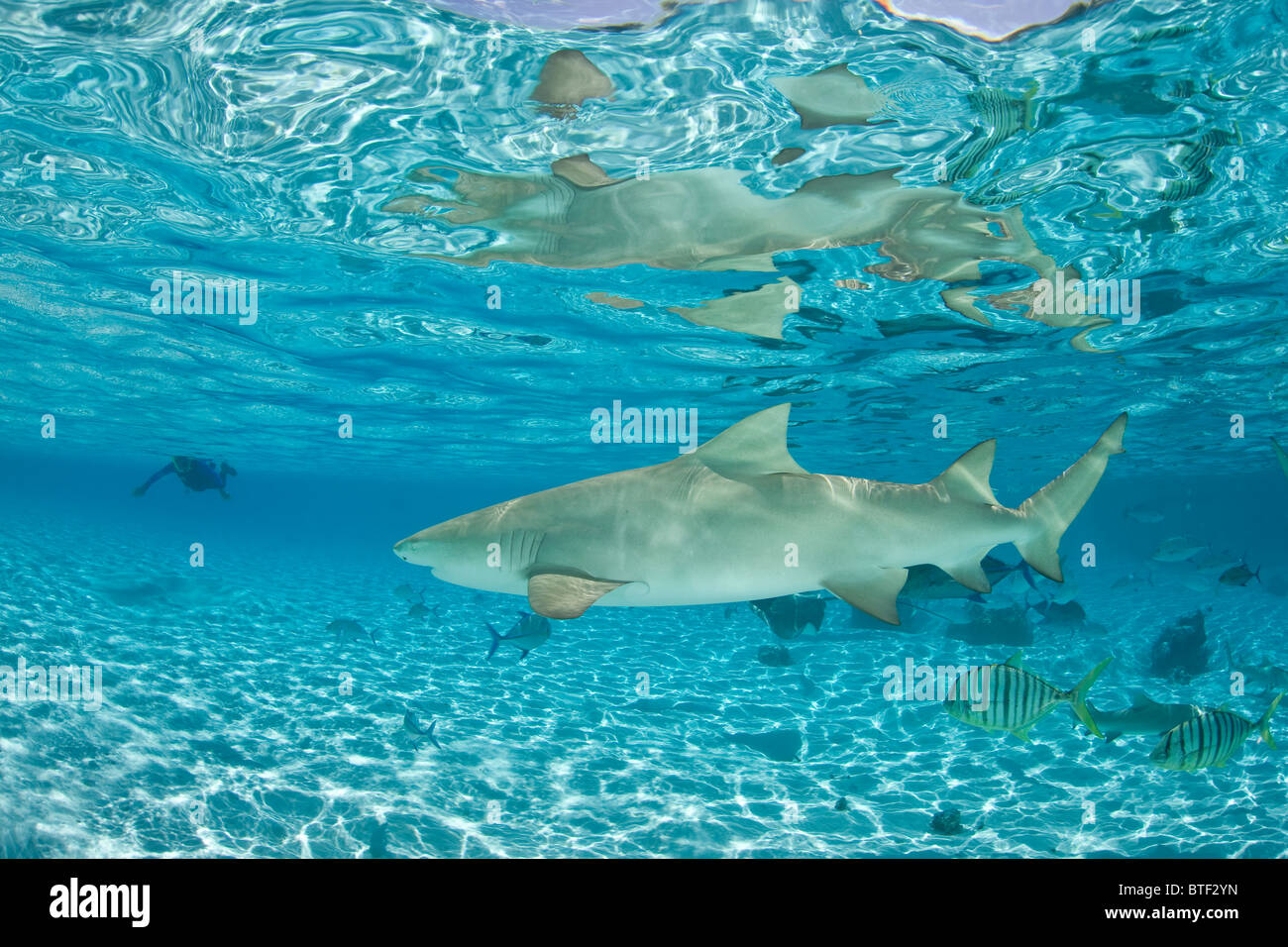 Un Sicklefin Lo squalo limone, Negaprion acutidens, nuota appena sotto la superficie con un snorkeler in background. Foto Stock