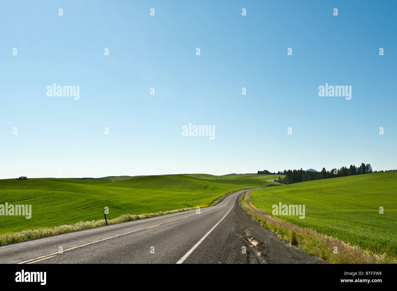 A nessuno e vuoto country road che si stagliano all orizzonte in mezzo al verde campo di grano Foto Stock