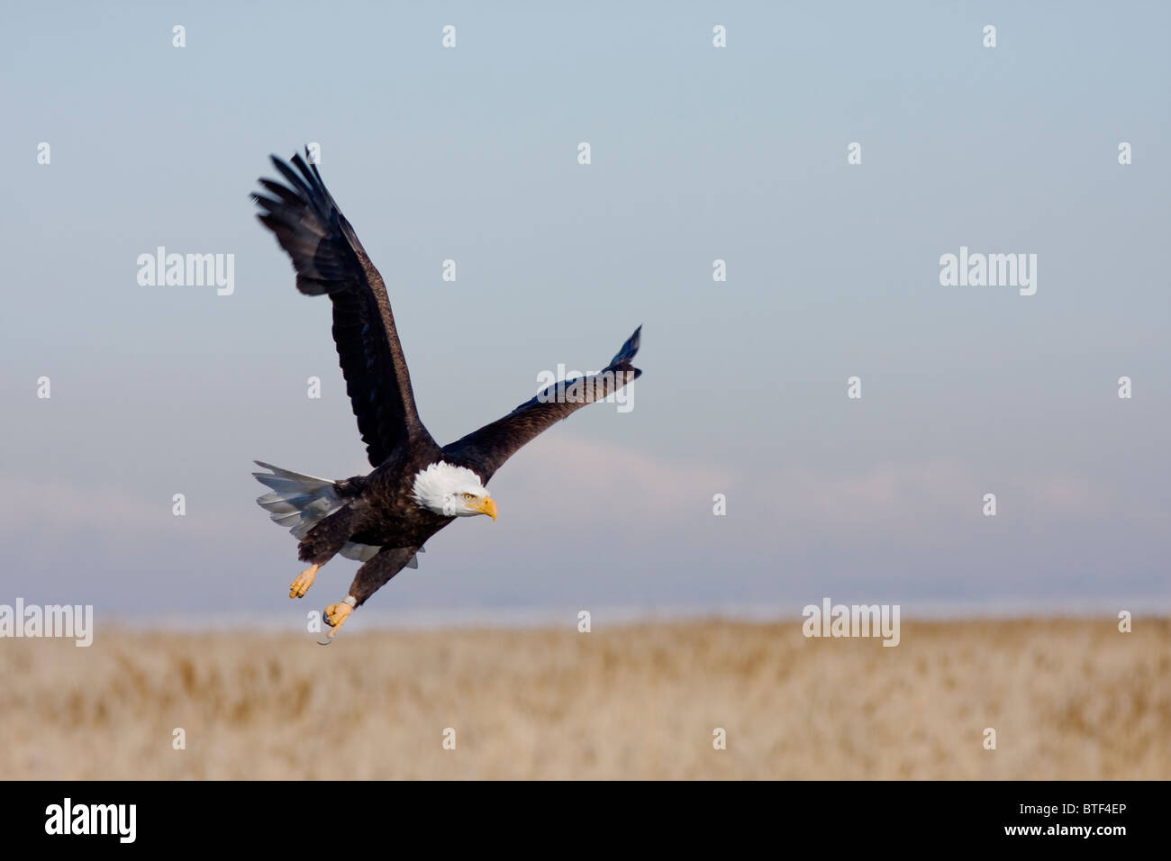 Eagle battenti in cerca di un posto per terra Foto Stock