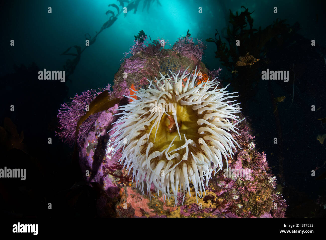 Un anemone, Anthopleura elegantissima, utilizza i suoi tentacoli spessi per catturare il plancton nel mezzo del fondo roccioso di una foresta di kelp. Foto Stock