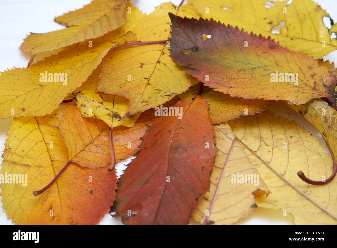 Foglie di autunno in una pila su sfondo bianco Foto Stock