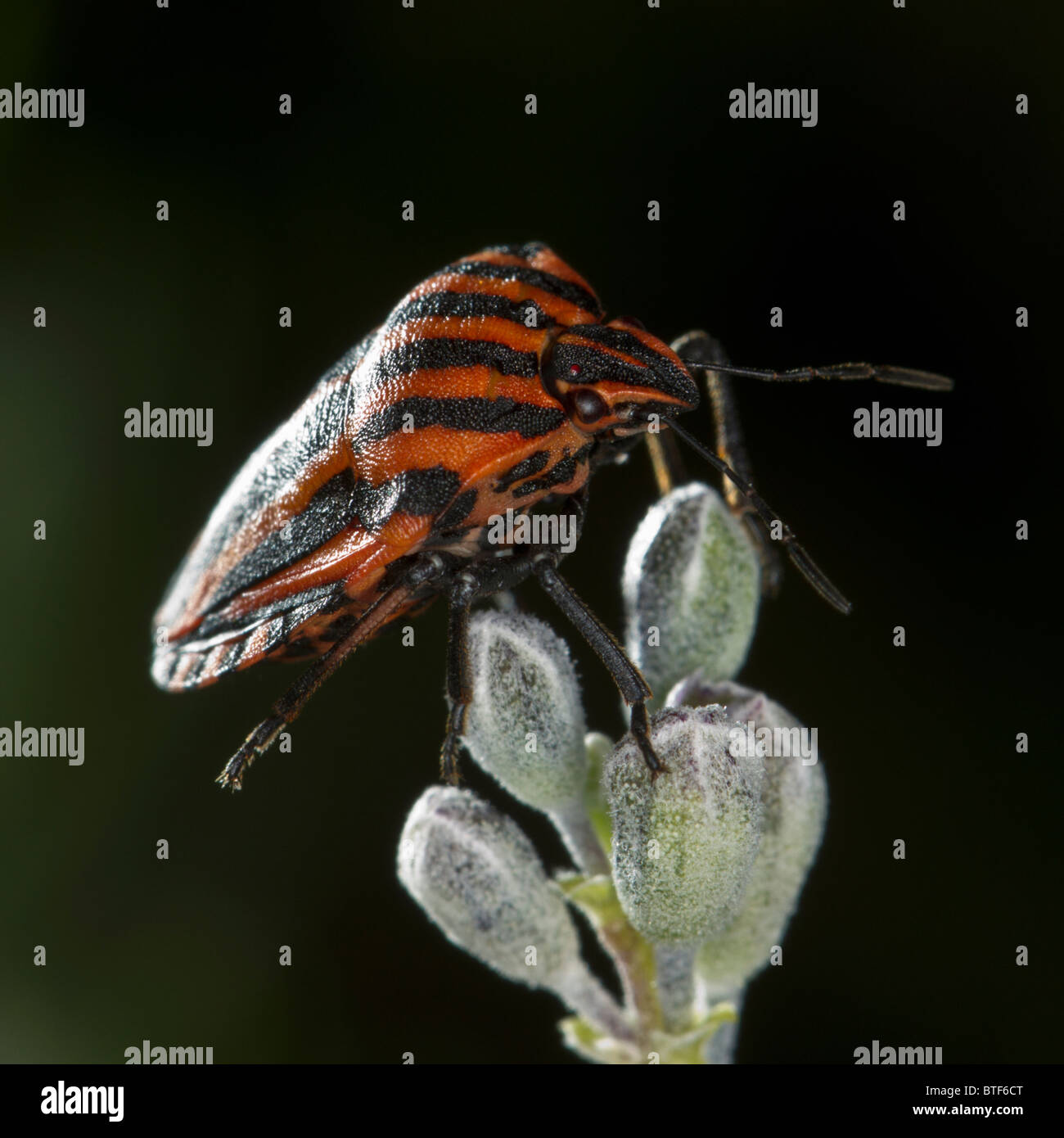 Graphosoma leneatum, un tipo di scudo-bug Foto Stock