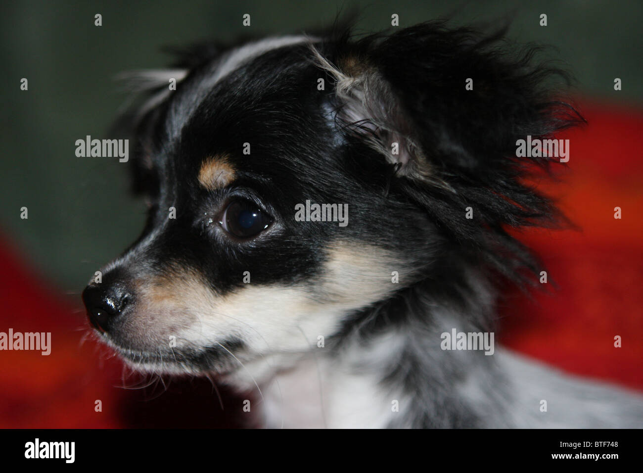 Cucciolo, chi wow wow, nero, bianco, cane Foto Stock