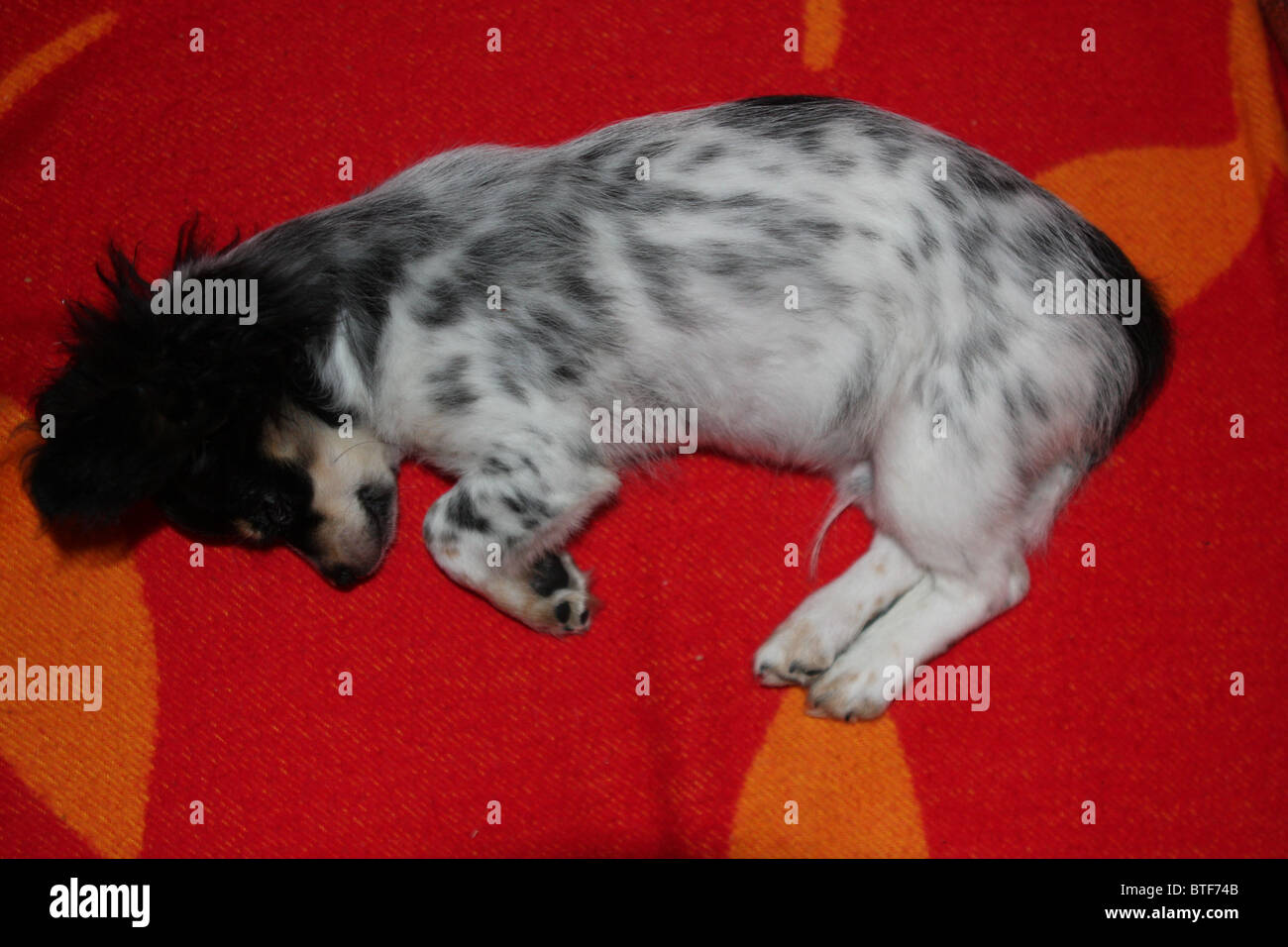Cucciolo, chi wow wow, nero, bianco, dormendo, cane Foto Stock