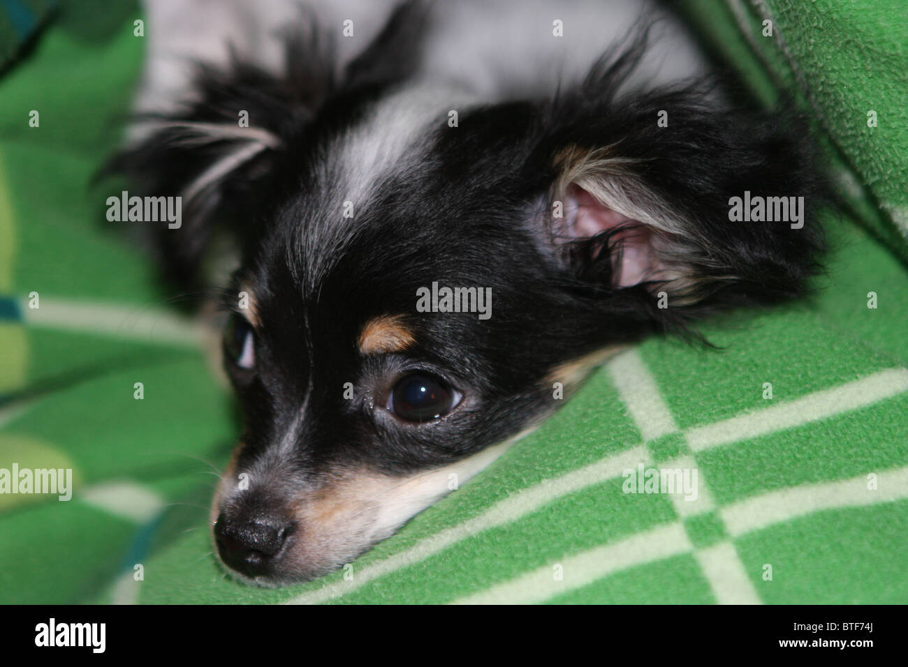Cucciolo, chi wow wow, nero, bianco, cane Foto Stock