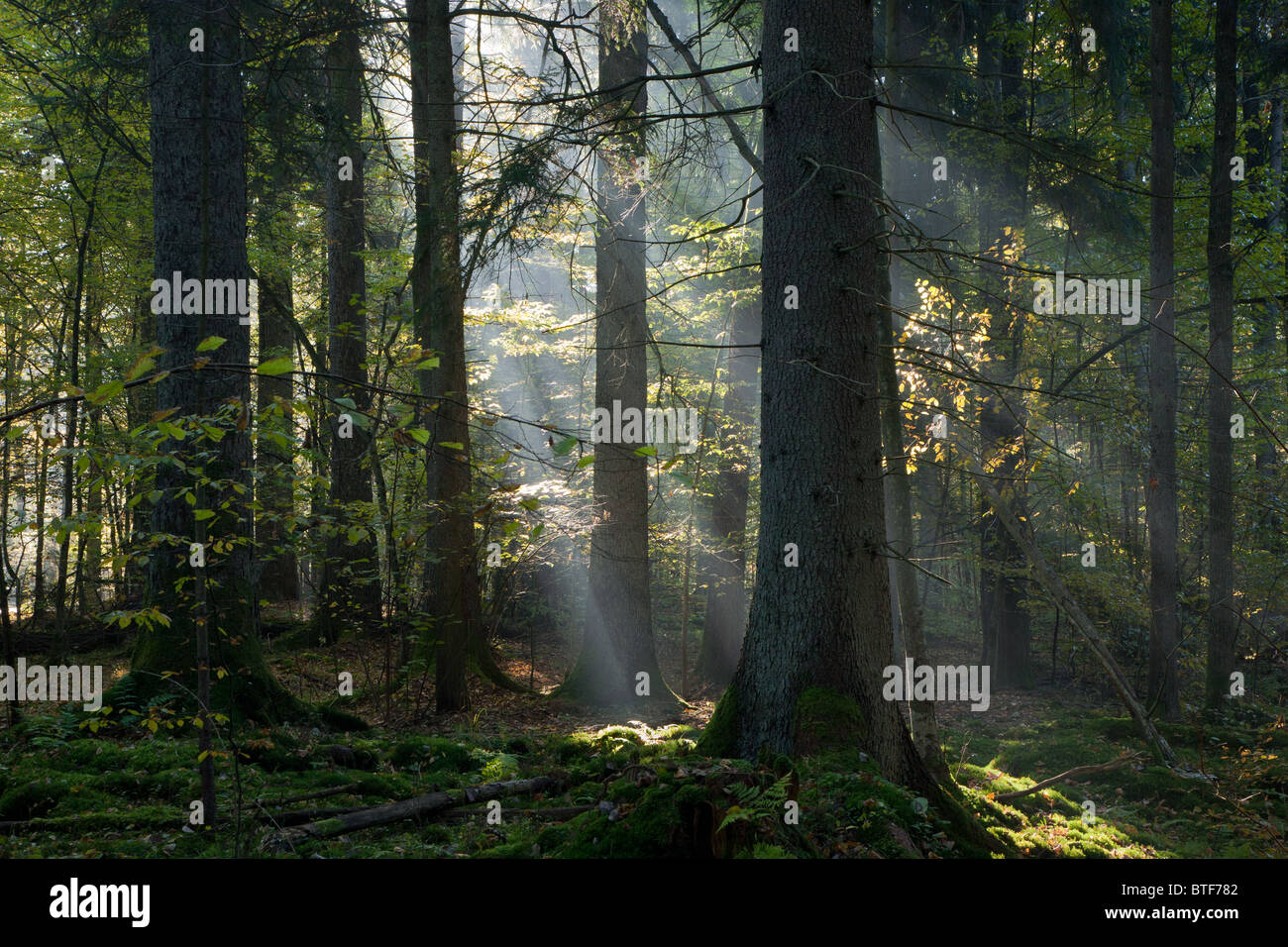 Sunbeam entrando in stand di conifere in mattina autunnale con il vecchio abete rosso in primo piano Foto Stock