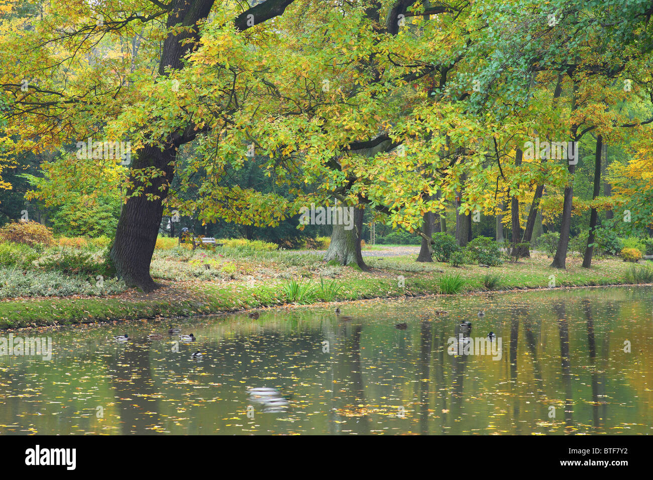 Tranquilla tranquilla acqua calma e in autunno i colori dell'autunno Foto Stock