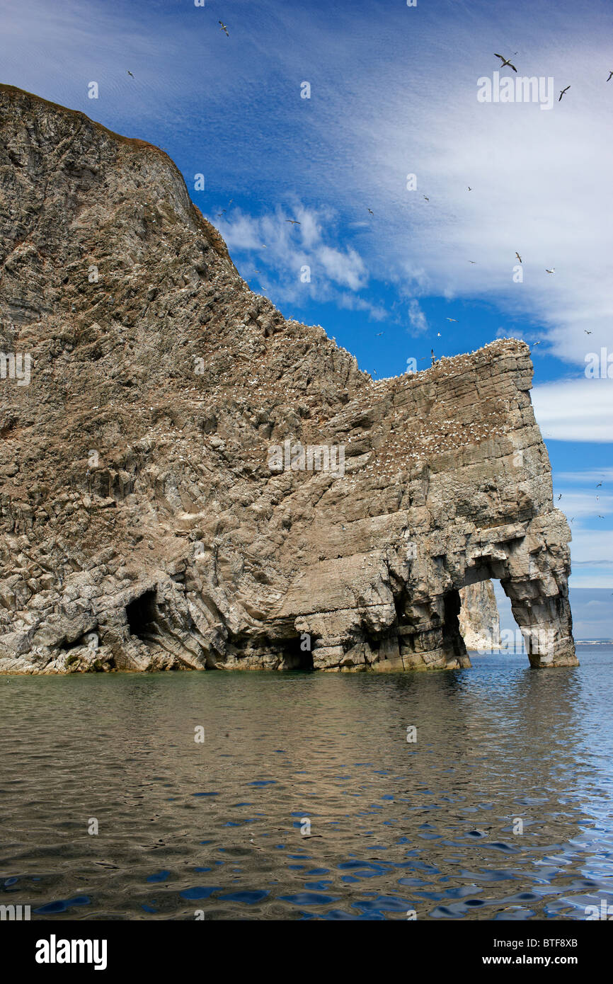 Angolo di fiocco, Bempton, North Yorkshire costa. Estate Foto Stock