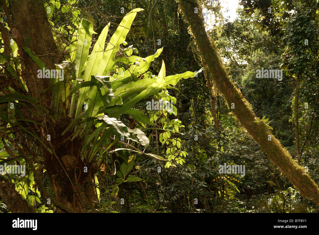 Madagascar, Ambra Parco Nazionale. Foto Stock