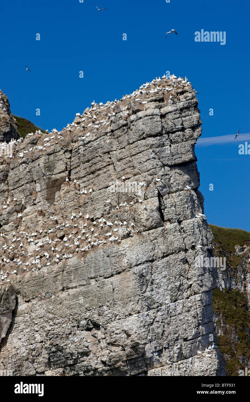 Sule sulle scogliere a Bempton, North Yorkshire costa. Estate Foto Stock