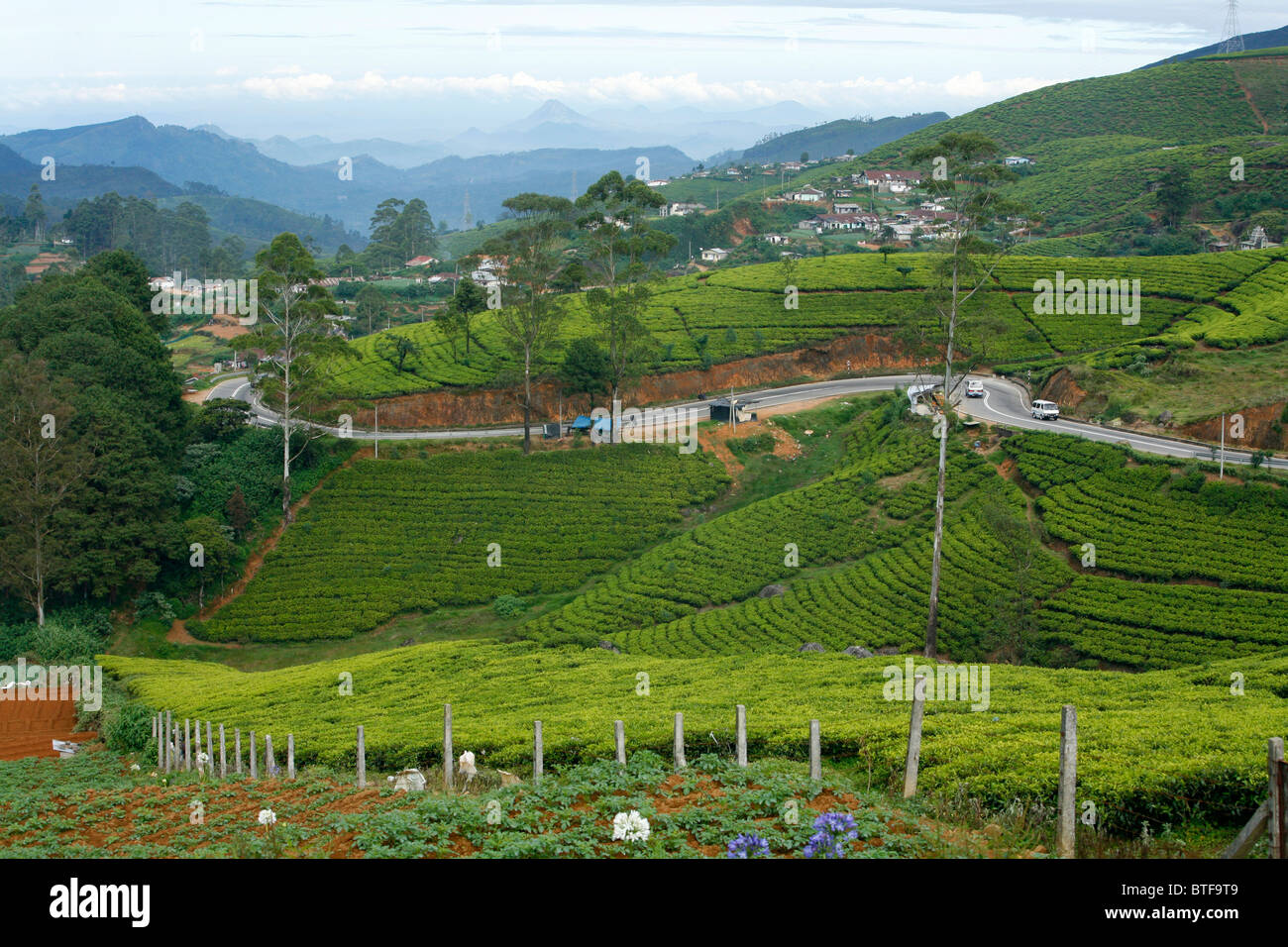 Le piantagioni di tè di Nuwara Eliya, Sri Lanka. Foto Stock