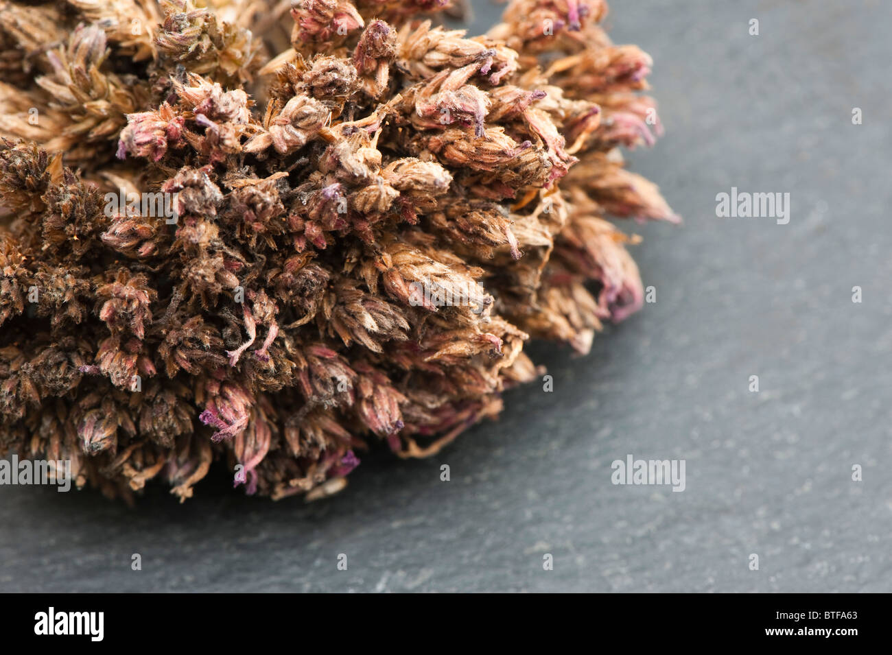 Chiusura del seme essiccato capi di Verbena bonariensis Foto Stock