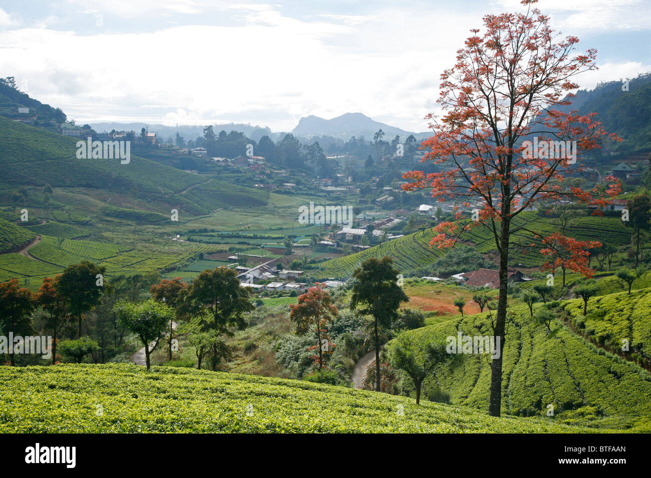 Case e piantagioni di tè in Nuwara Eliya, Sri Lanka. Foto Stock