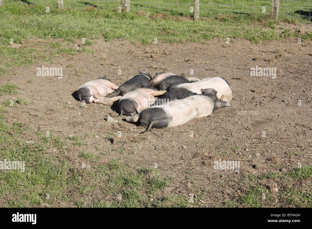 Pigsties sulla valle Kintoa, Pays Basque, Francia Foto Stock