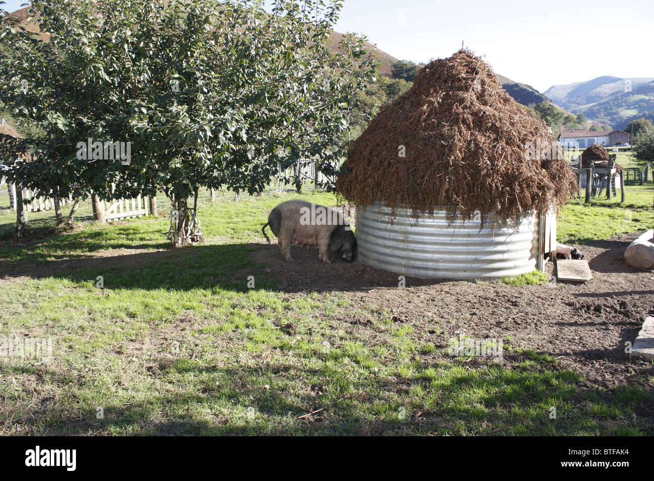 Pigsties sulla valle Kintoa, Pays Basque, Francia Foto Stock