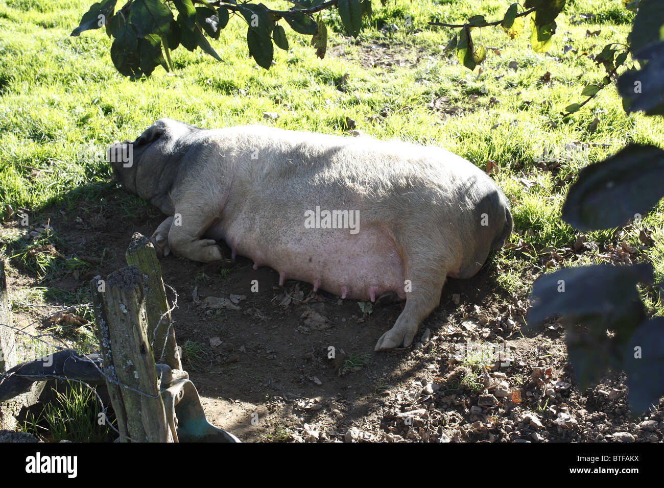 Pigsties sulla valle Kintoa, Pays Basque, Francia Foto Stock
