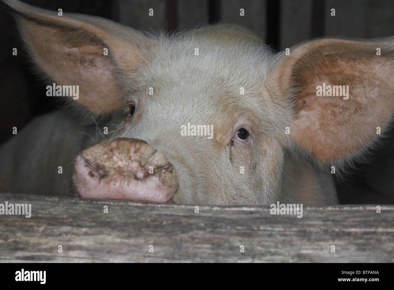 Maiale nel suo porcile, Pays Basque, Francia Foto Stock