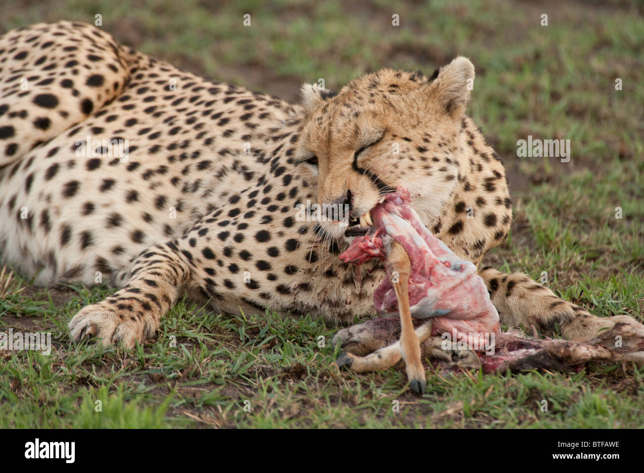 Cheetah con uccidere il Masai Mara, Kenya, Africa orientale Foto Stock