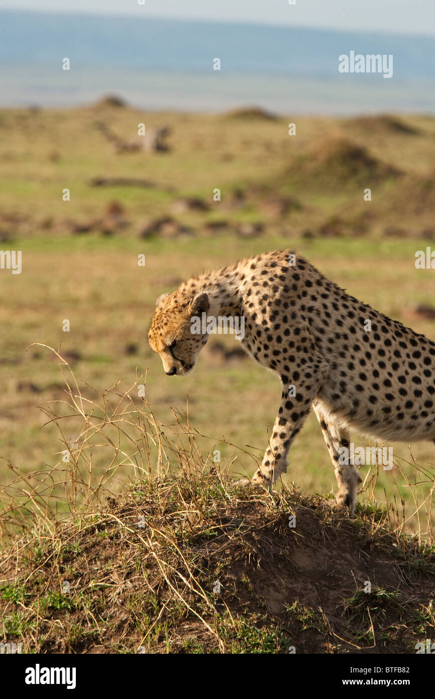 Cheetah nel Masai Mara, Kenya, Africa orientale Foto Stock