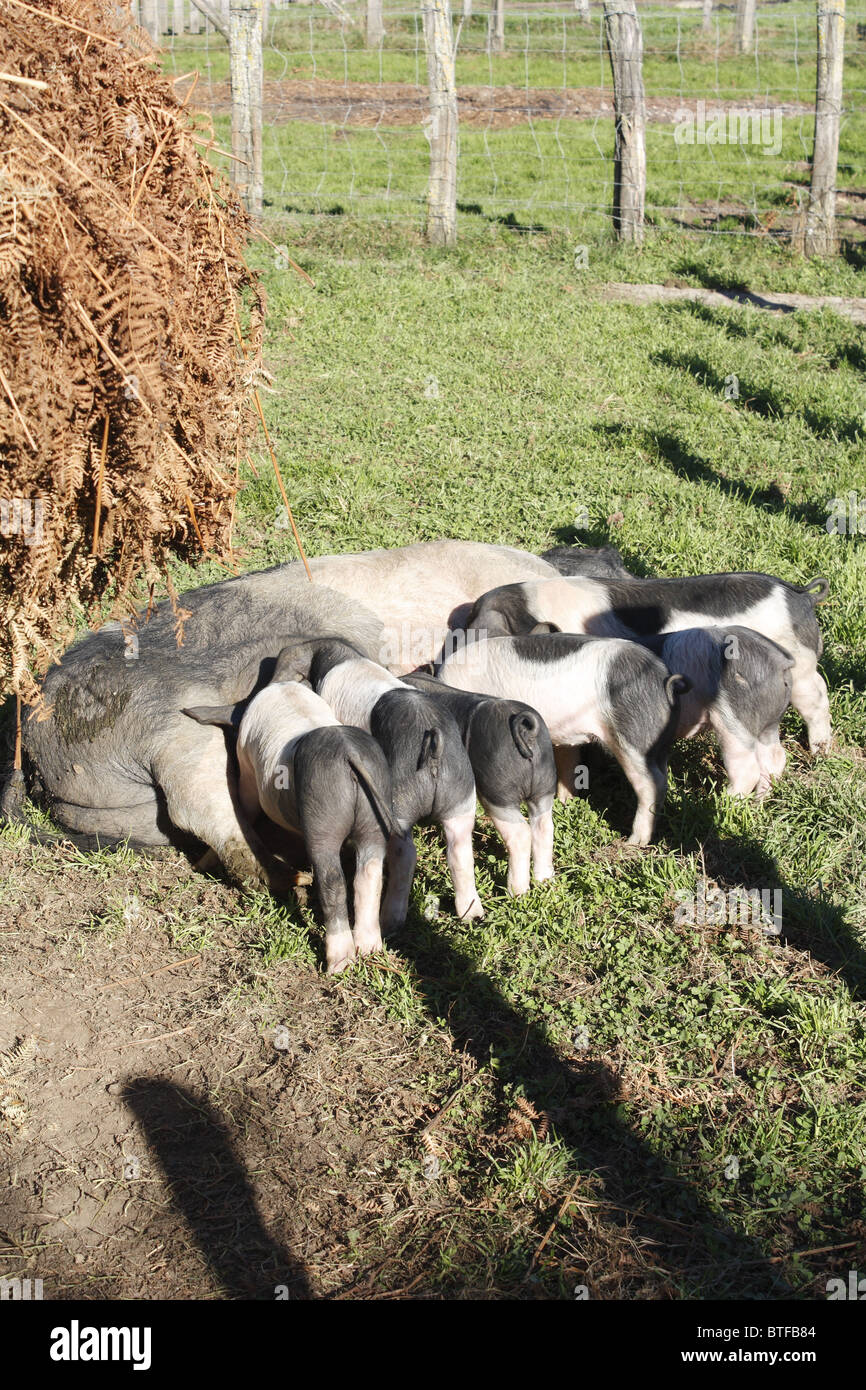 Pigsties sulla valle Kintoa, Pays Basque, Francia Foto Stock