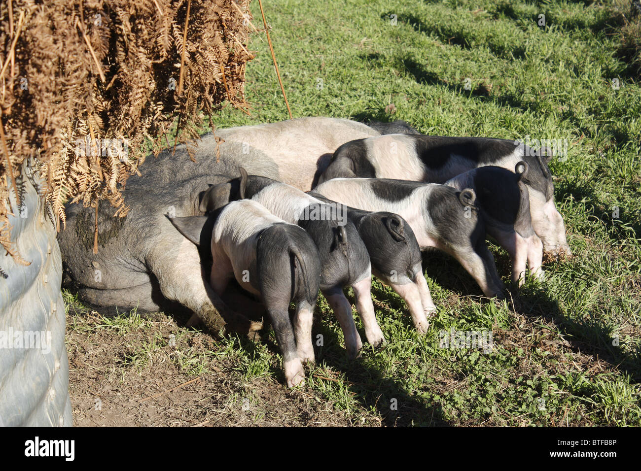 Pigsties sulla valle Kintoa, Pays Basque, Francia Foto Stock