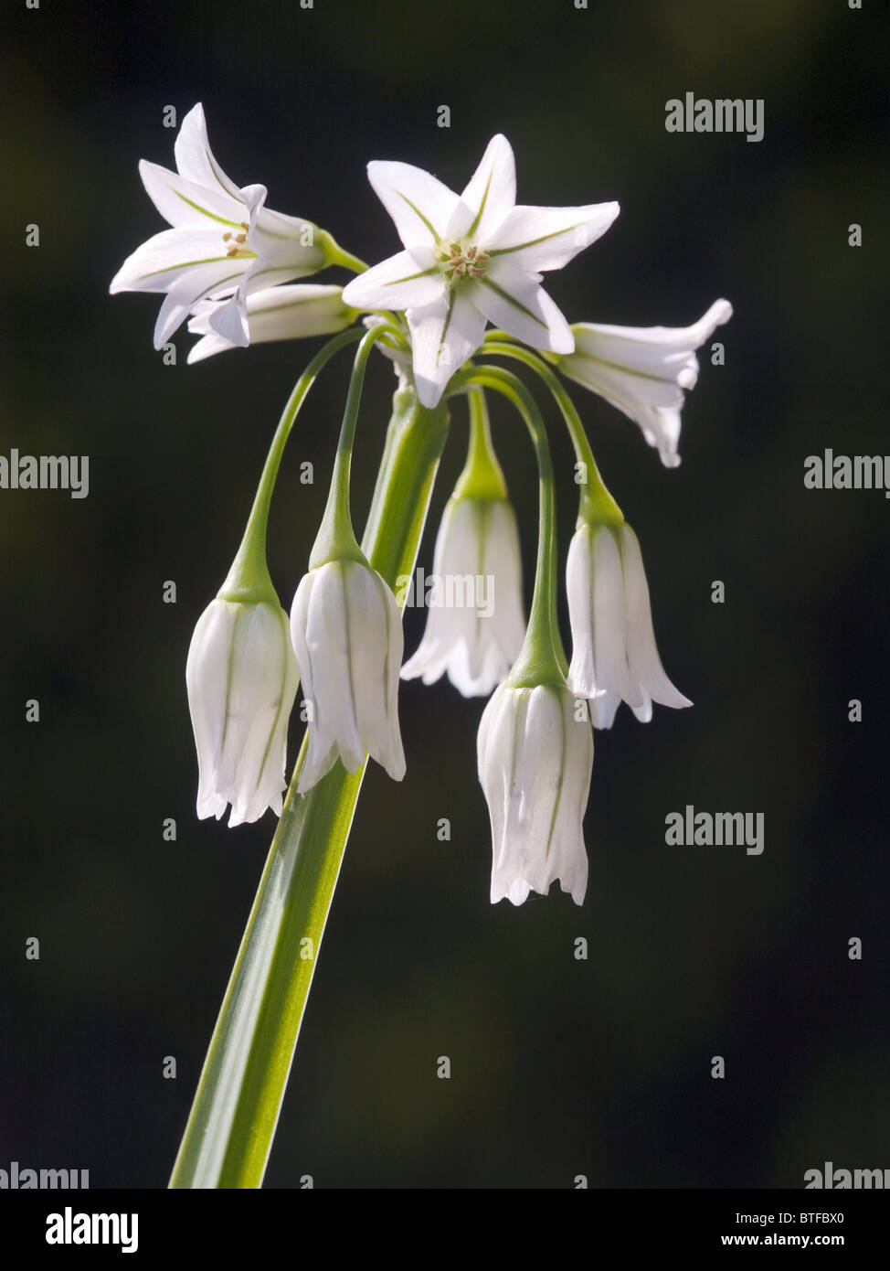 Allium Triquetrum Foto Stock