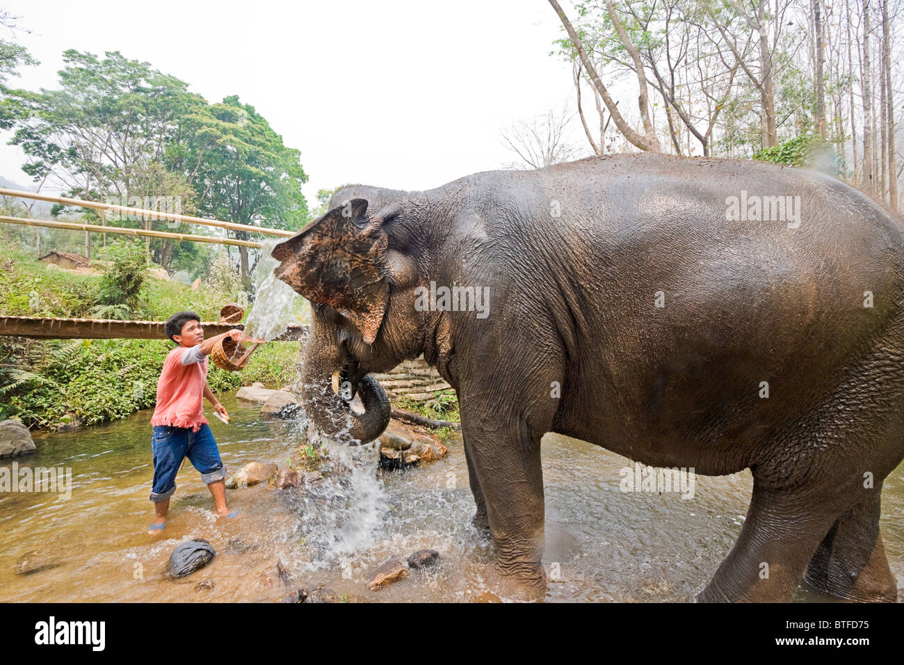 Lavaggi Mahout elefante a Patara, un programma per il salvataggio in Thailandia dove i visitatori possono 'propria' un elefante per un giorno. Foto Stock