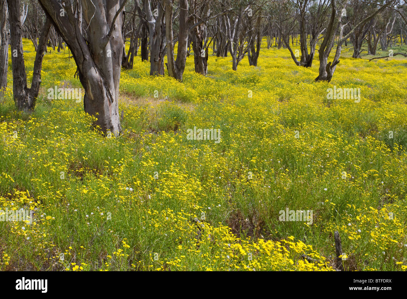 Molla gialla tappeti di fiori di bosco piano aperto di mallee bosco di eucalipto Foto Stock
