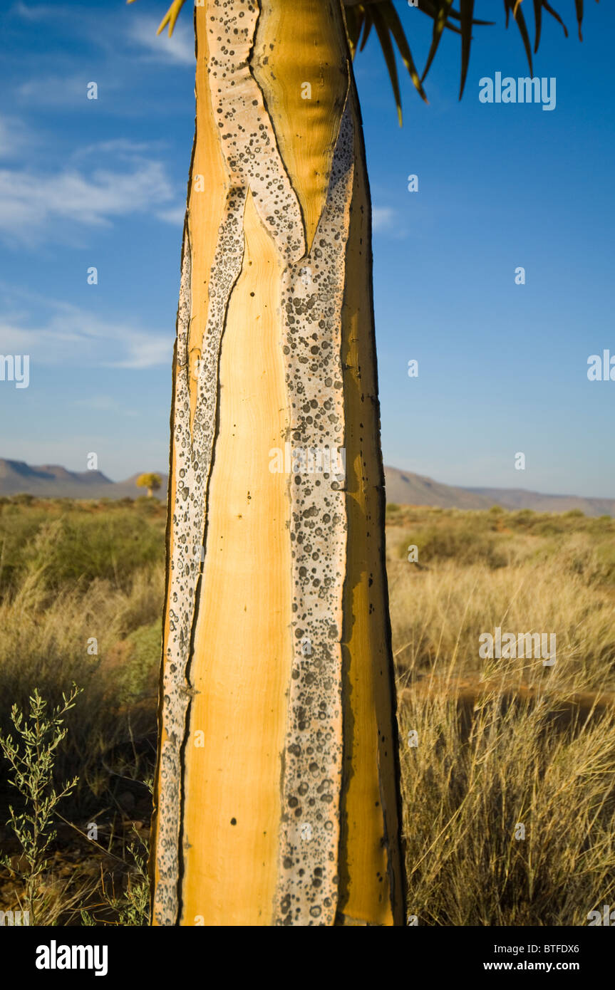 Per Quiver Tree Forest, Namaqualand, Northern Cape, Sud Africa Foto Stock