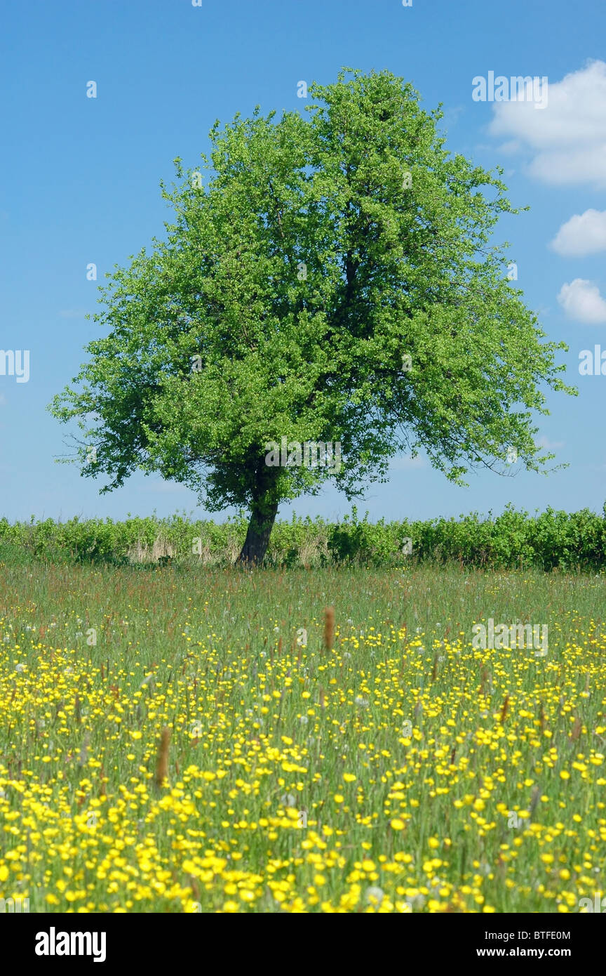 Paesaggio di primavera Foto Stock