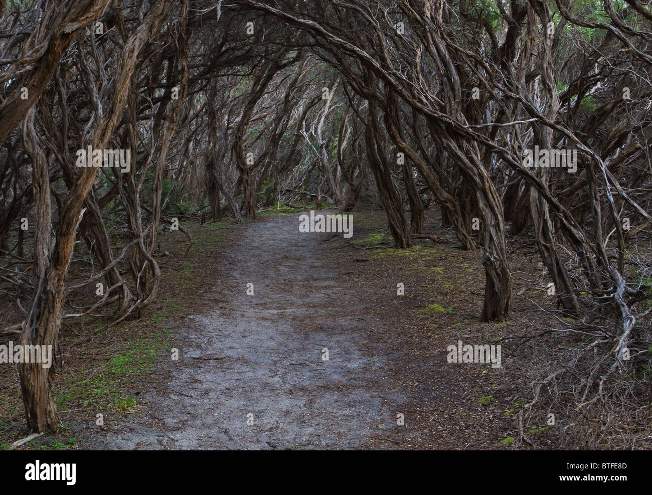 Percorso attraverso un tunnel chiuso di nodose, fire-rami danneggiati Foto Stock