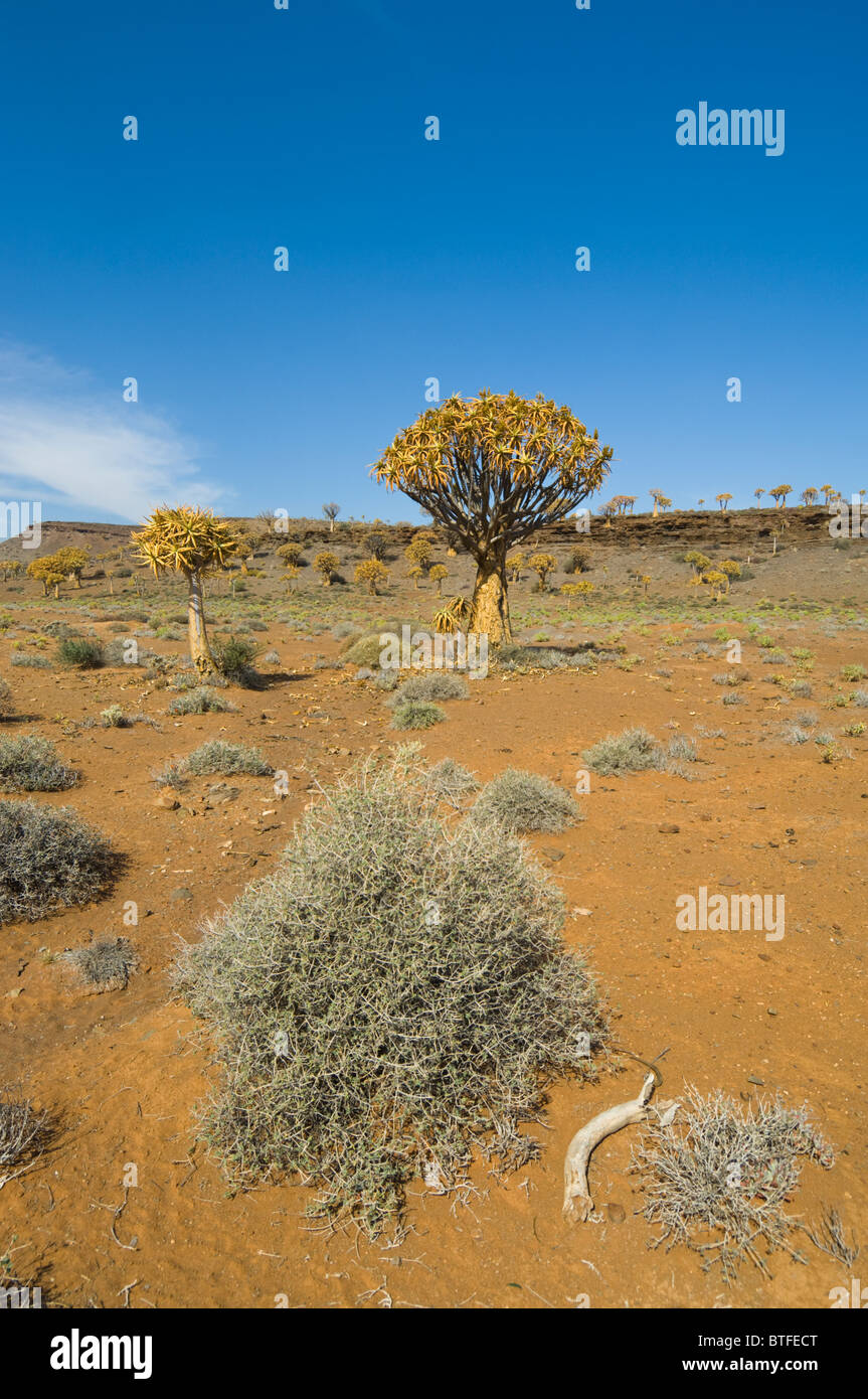 Per Quiver Tree Forest Namaqualand Northern Cape Sud Africa Foto Stock