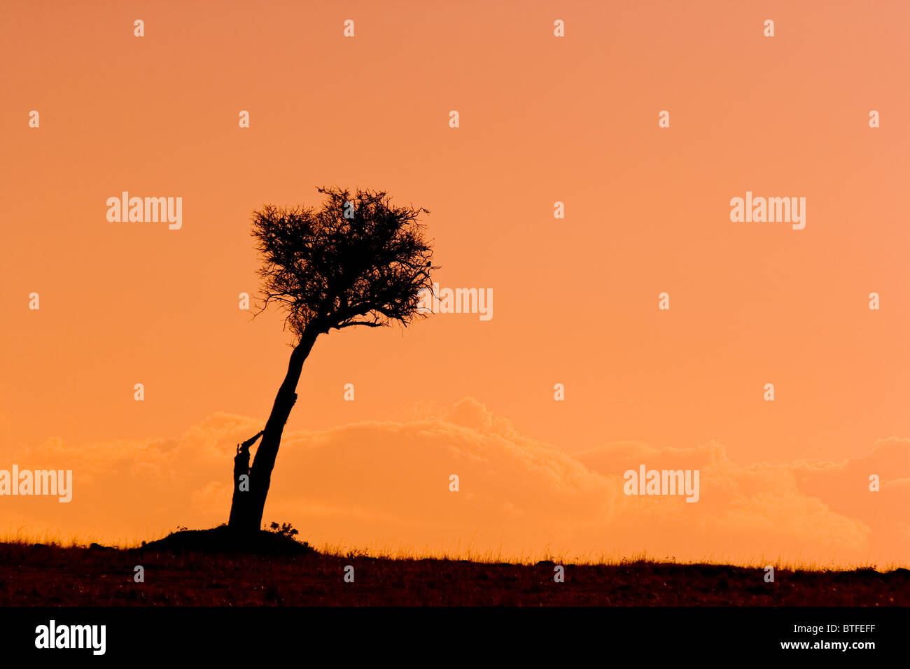 Silhouette ad albero sul Masai Mara, Kenya Foto Stock