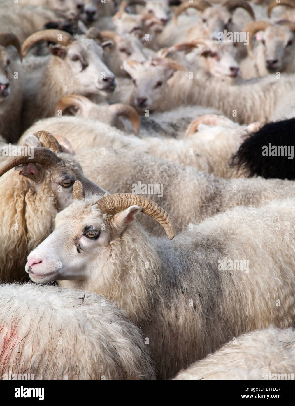 Icelandic Sheep ordinamento Foto Stock