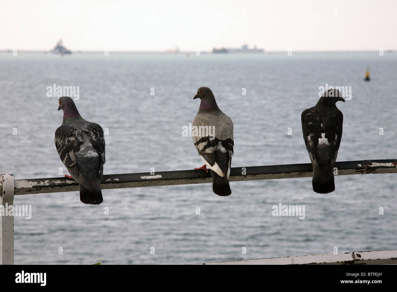 Tre piccioni sulla rampa del mare che guarda al mare a Plymouth, Devon Foto Stock